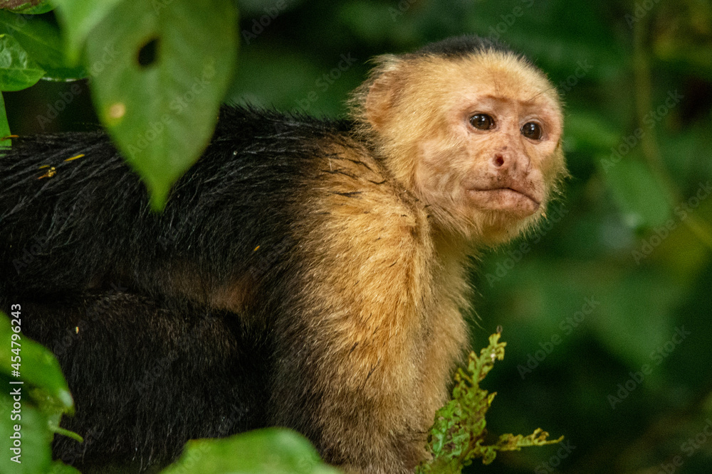 a long macaque a long macaque