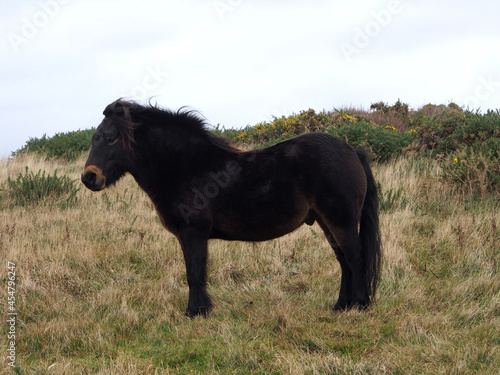 Wild pony in a field on the coast  UK
