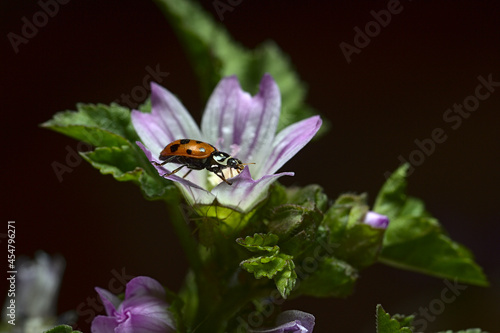 flor malva con una mariquita o chinita encima de sus petalos purpuras © Sergio Peña y Lillo