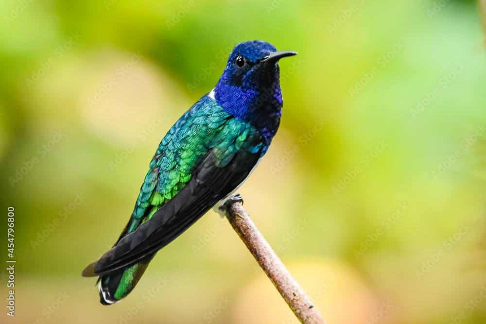 Fototapeta premium kingfisher on a branch