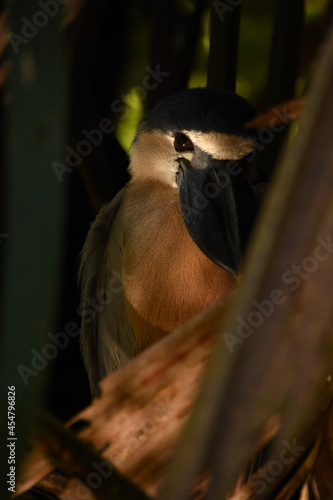 bird on a tree