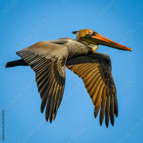 pelican in flight