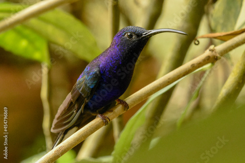 lilac roller