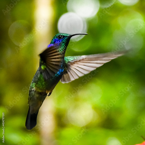 hummingbird in flight