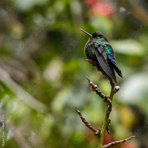 kingfisher on a branch