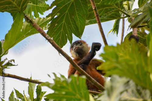 koala in tree
