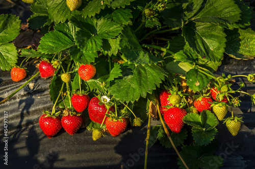 Reportage sur la culture de fraises