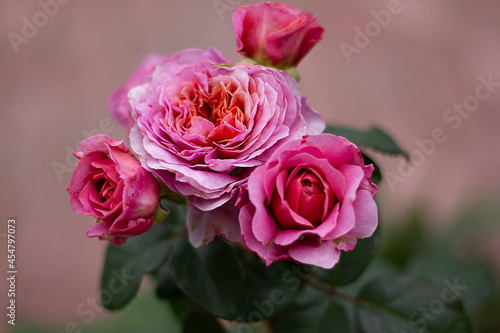 rose of the Eisvogel variety. German selection. Beautiful rose in the Garden