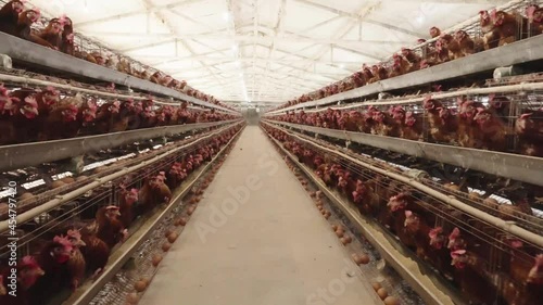 chicken farm