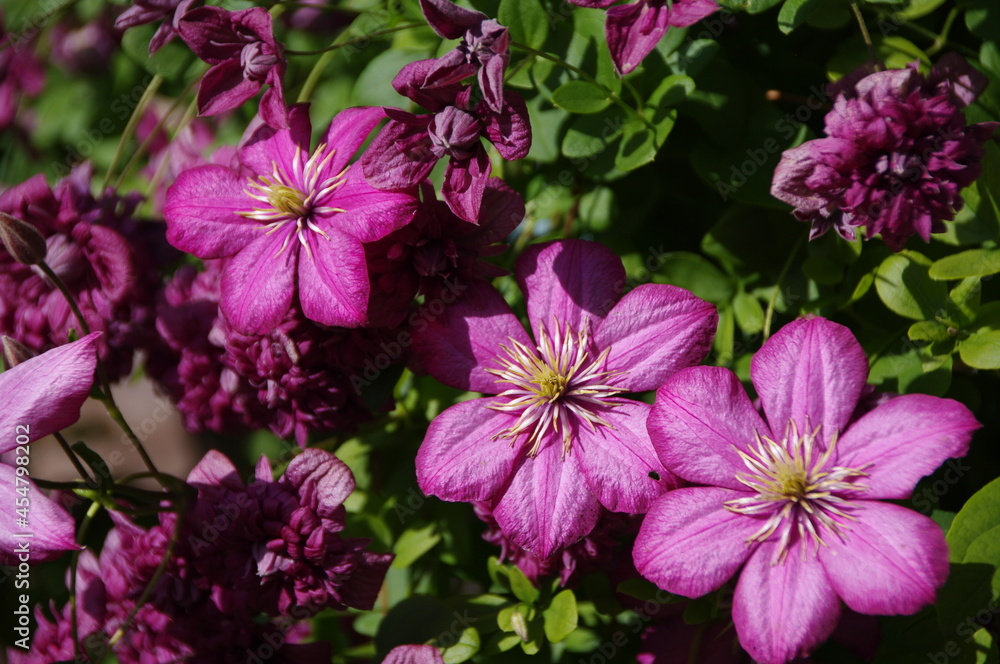 Pink flowers in the garden Pink flowers in the garden
