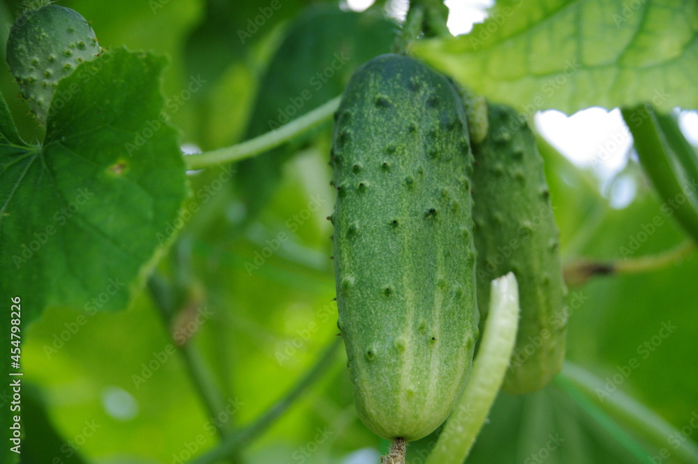 Cucumbers in the garden Cucumbers in the garden