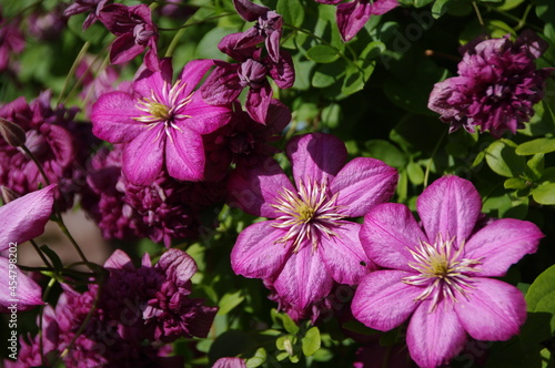 Pink flowers in the garden