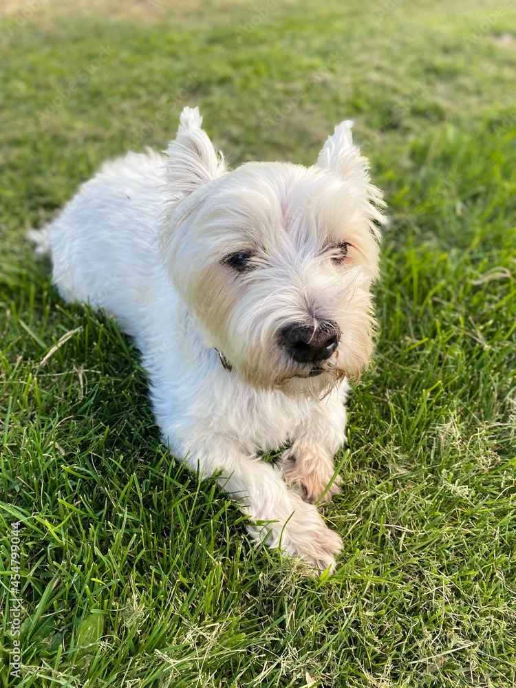 jack russell terrier jack russell terrier