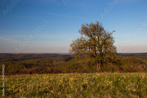 spring landscape with trees and sky