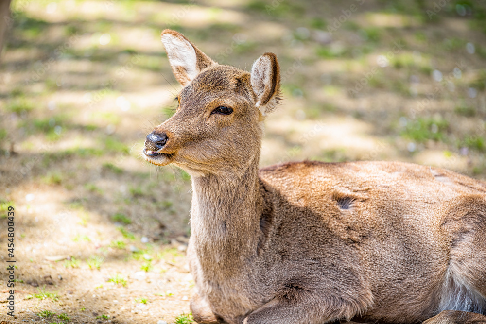 Closeup of funny wild deer in Nara Park in Japan as tourist attraction eating chewing with sick fur on sunny day Closeup of funny wild deer in Nara Park in Japan as tourist attraction eating chewing with sick fur on sunny day
