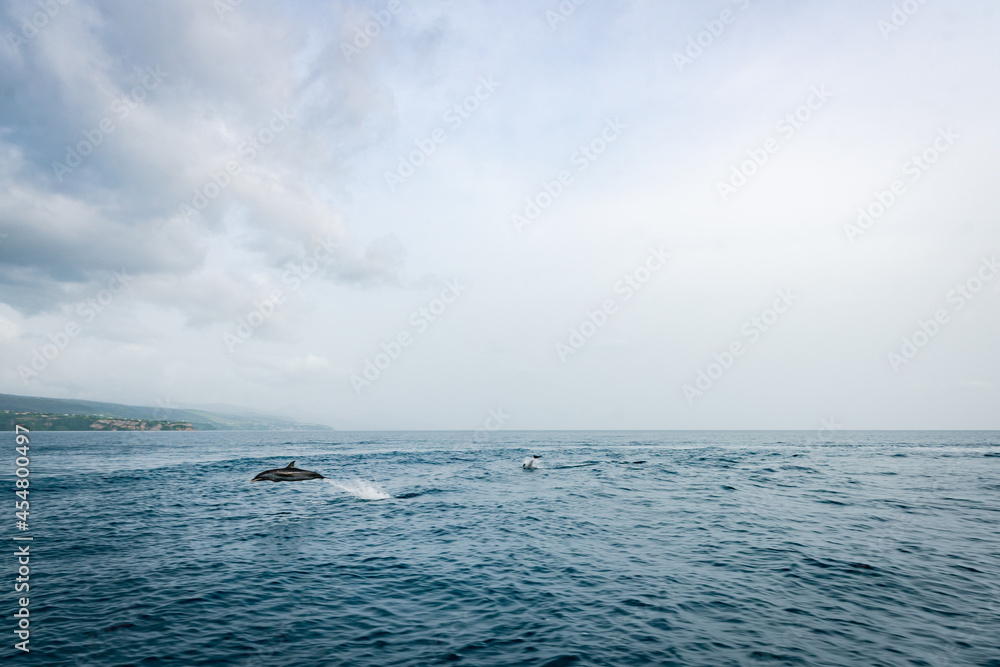 Dolphins Jumping out of the water in Roseau Dominica Dolphins Jumping out of the water in Roseau Dominica
