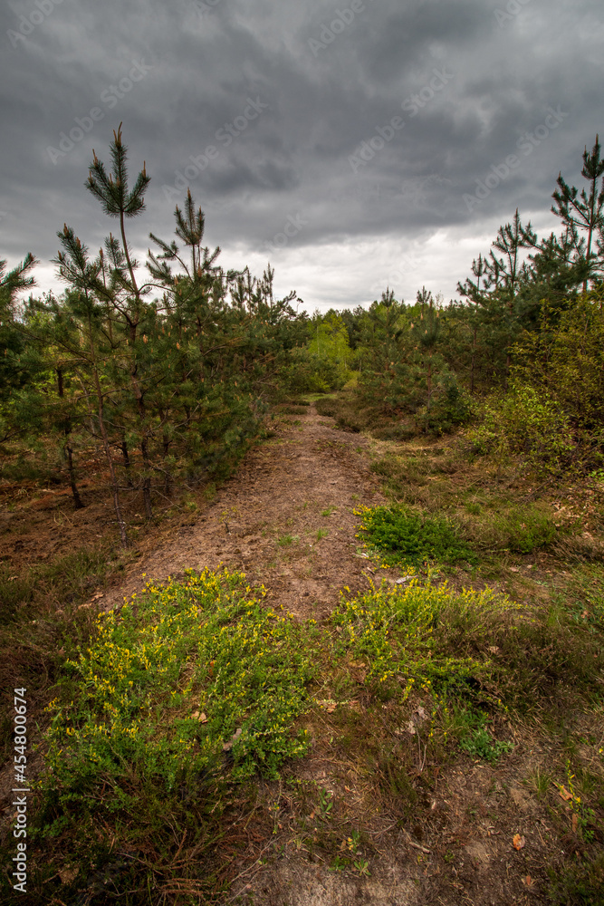 path in the forest path in the forest