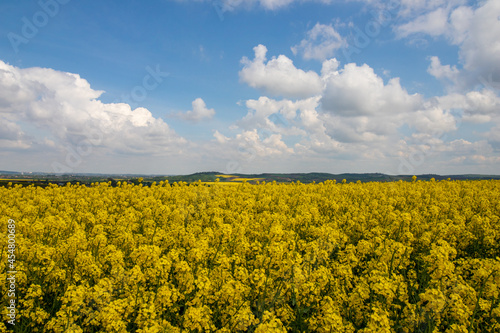 field of rapeseed