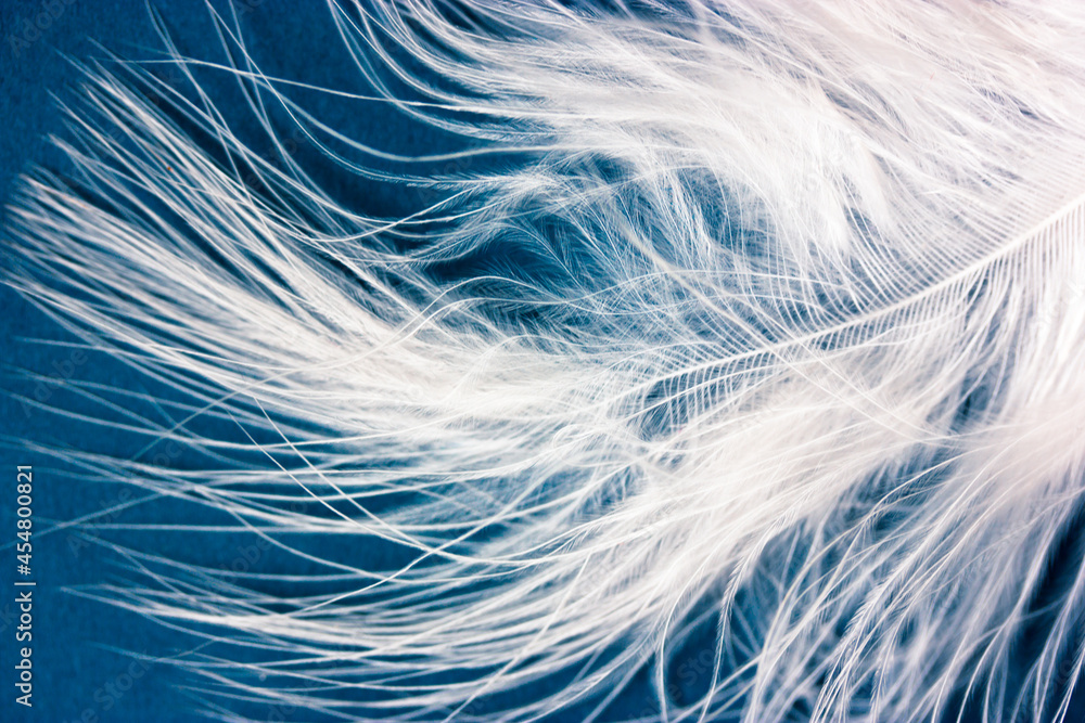 White fluffy bird feather macro shot on dark blue background. Contrasting image. Weightlessness, lightness, softness, tenderness concept. Abstract avian background. Natural wallpaper. White fluffy bird feather macro shot on dark blue background. Contrasting image. Weightlessness, lightness, softness, tenderness concept. Abstract avian background. Natural wallpaper.