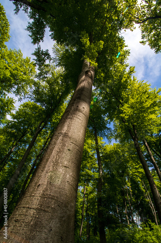 beech tree in the forest