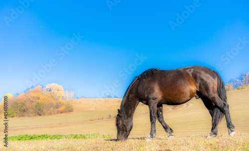 Horse grazing on the grass © Nariman