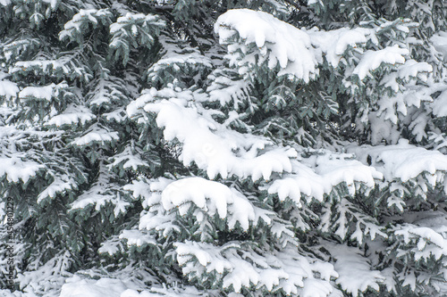Snow lies on the branches of the fir