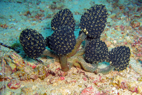 Soft Coral in the filipino sea 4.12.2011 photo