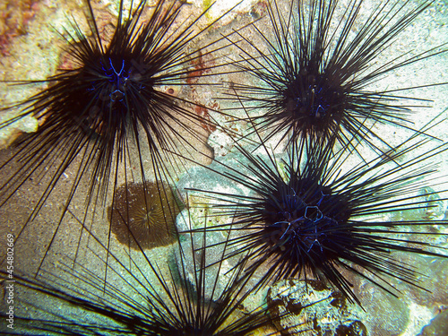Sea Urchin in the filipino sea 9.11.2011