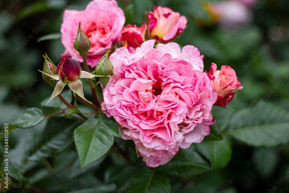 Fototapeta premium rose of the Augusta Luisa variety. German Tantau selection.