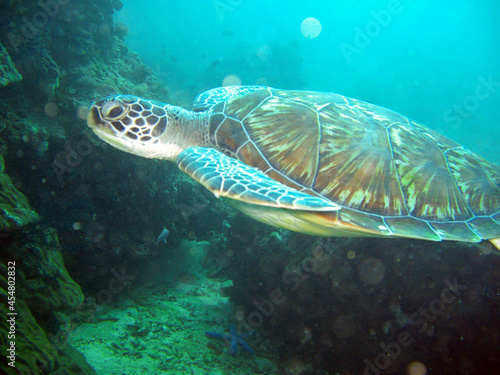 Sea Turtle (Chelonia) in the filipino sea 10.2.2012