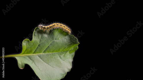 Yellow and black caterpillar, called "cabbageworm" on a broccoli leaf, black background