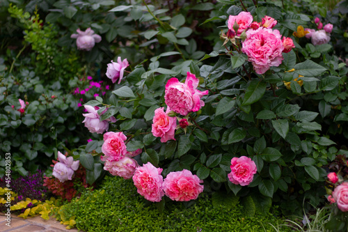 rose of the Augusta Luisa variety. German Tantau selection. ? profusely flowering rose bush. © Mary