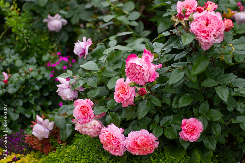 rose of the Augusta Luisa variety. German Tantau selection. А profusely flowering rose bush. rose of the Augusta Luisa variety. German Tantau selection. А profusely flowering rose bush.