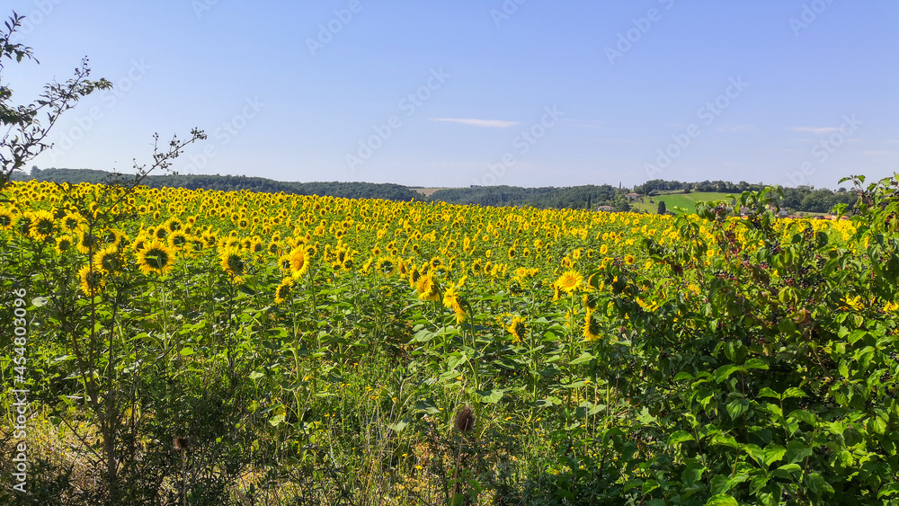 Fields of organic sunflowers, in summer, foraged by bees