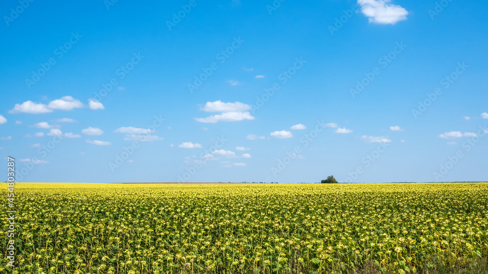 Ripe sunflower field
