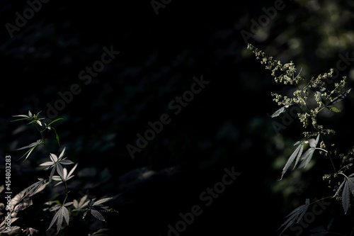 Hemp thickets.Openwork sheet of hemp. A branch of hemp in the sun.Forest hygrophilous and shade-tolerant species. photo