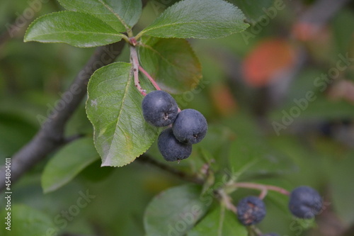 Tall blueberries are the most fruitful berry