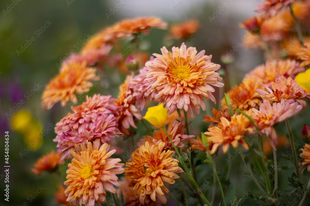 Sunny korean chrysanthemum in the summer Garden. Outdoore photo. Yellow, orange and pink flowers Sunny korean chrysanthemum in the summer Garden. Outdoore photo. Yellow, orange and pink flowers