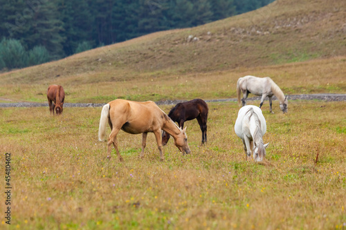 View of a grazing horses in the green mountains  Tusheti  Georgia