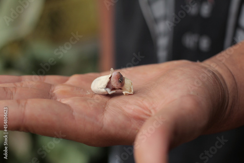The leopard gecko egg is hatching and the baby's head is showing