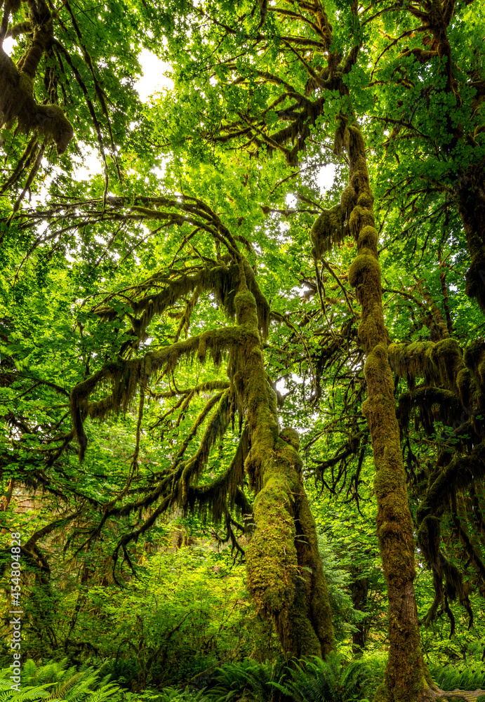 Fototapeta premium The Hall of Mosses in the Hoh rainforest, Olympic National Park, Washington