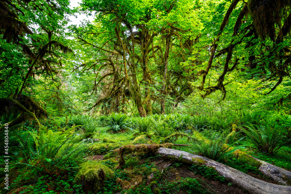 The Hall of Mosses in the Hoh rainforest, Olympic National Park, Washington The Hall of Mosses in the Hoh rainforest, Olympic National Park, Washington