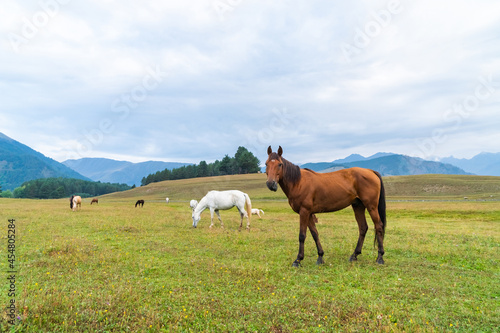 View of a grazing horses in the green mountains, Tusheti, Georgia © k_samurkas