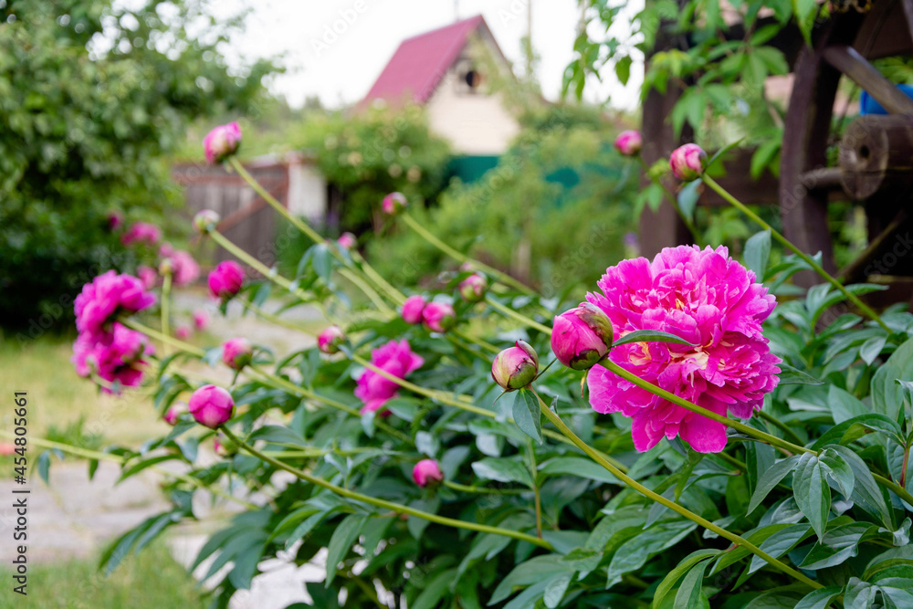Peony flowers on a flower bed in the courtyard of a private house in summer