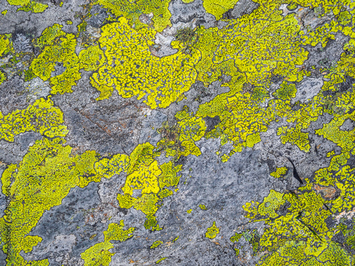 Fototapeta Stone rock texture with green moss and lichen in Norway.
