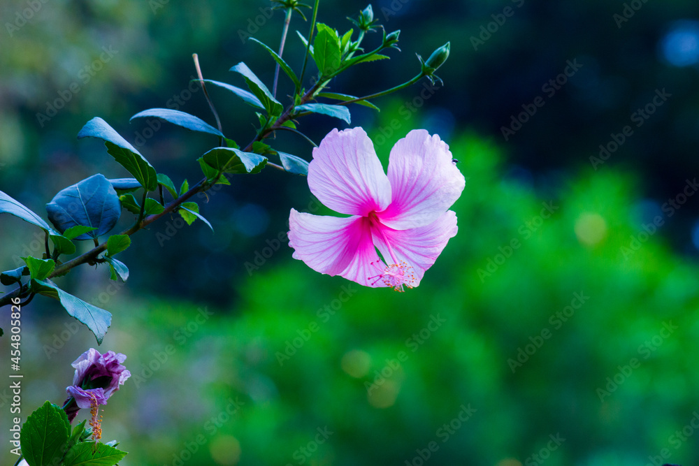 Hibiscus flower in the mallow family, Malvaceae. Hibiscus rosasinensis