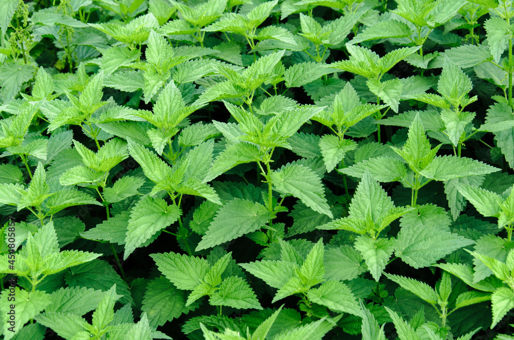 Nettle background. Green fresh lush foliage of Urtica dioica. Texture.