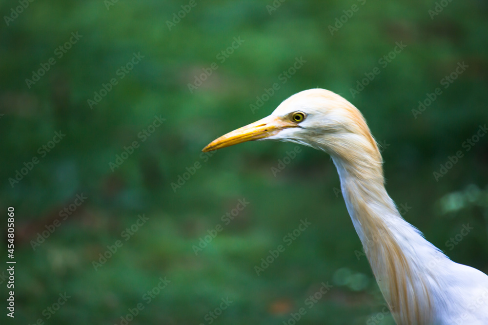 Bubulcus ibis Or Heron Or Commonly know as the Cattle Egret is a cosmopolitan species of heron found in the tropics, subtropics, and warm-temperate zones. It is the only member of the monotypic genu Bubulcus ibis Or Heron Or Commonly know as the Cattle Egret is a cosmopolitan species of heron found in the tropics, subtropics, and warm-temperate zones. It is the only member of the monotypic genu