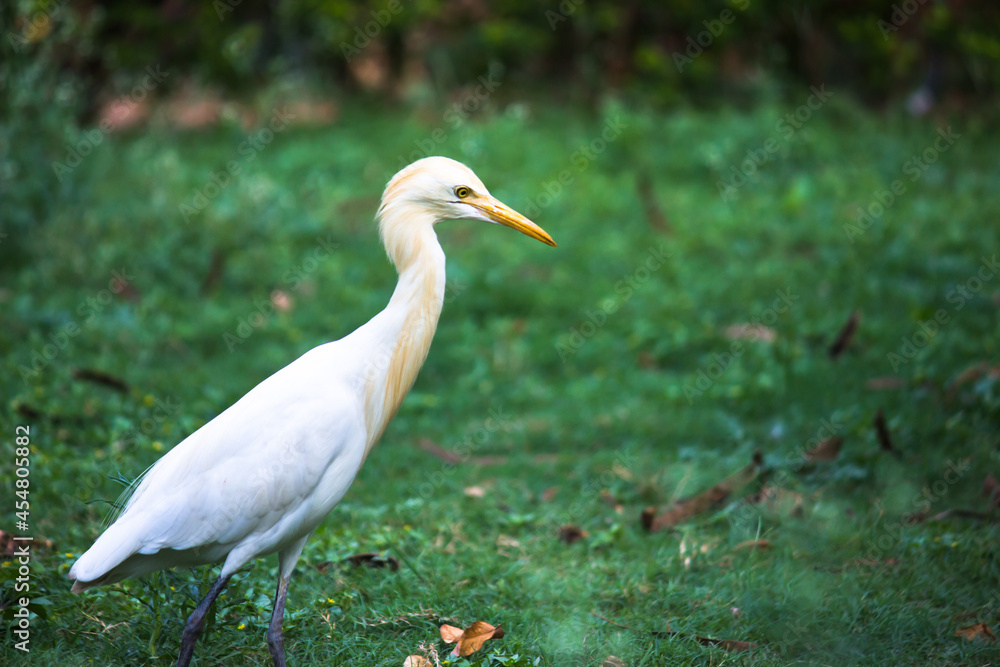 Bubulcus ibis Or Heron Or Commonly know as the Cattle Egret is a cosmopolitan species of heron found in the tropics, subtropics, and warm-temperate zones. It is the only member of the monotypic genu Bubulcus ibis Or Heron Or Commonly know as the Cattle Egret is a cosmopolitan species of heron found in the tropics, subtropics, and warm-temperate zones. It is the only member of the monotypic genu