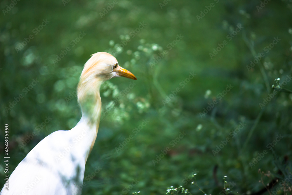 Obraz premium Bubulcus ibis Or Heron Or Commonly know as the Cattle Egret is a cosmopolitan species of heron found in the tropics, subtropics, and warm-temperate zones. It is the only member of the monotypic genu